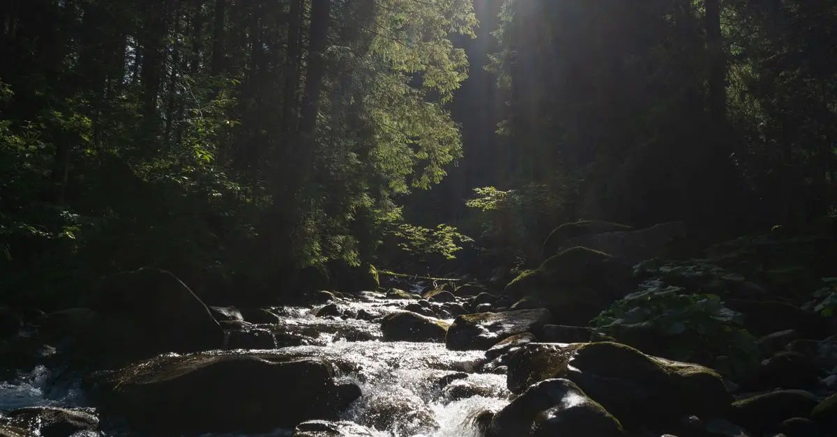 Comment la nature améliore votre maîtrise du stress