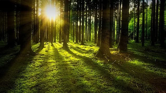 Les bienfaits de la nature pour maîtriser le stress