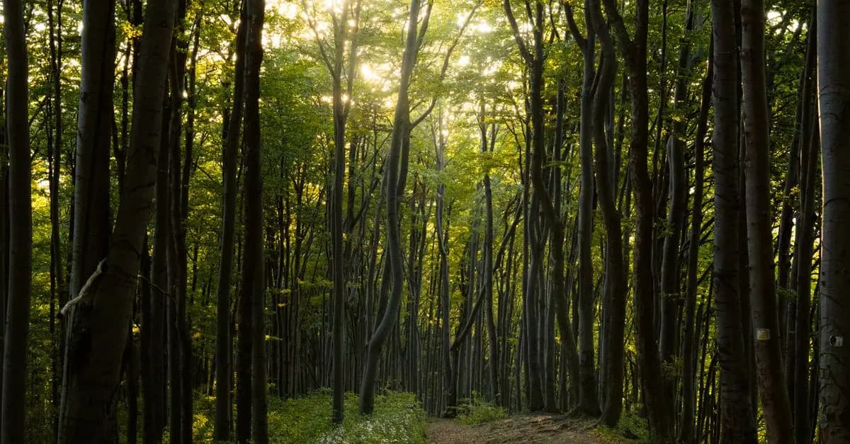 Comment la nature aide à réduire votre stress au quotidien