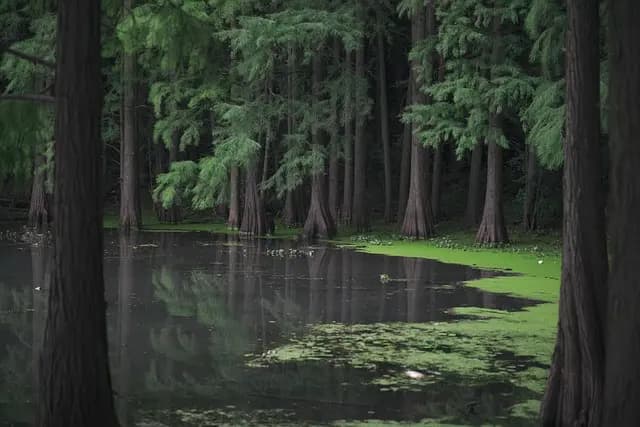 Comment la nature aide à maîtriser votre stress au quotidien