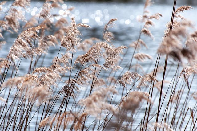 Les bienfaits surprenants de la nature pour réduire le stress